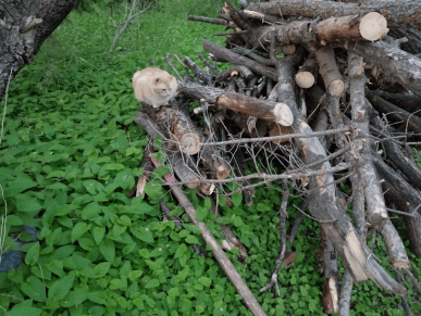 20180603.wierner.roast.cat.company