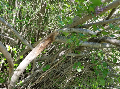 20180604.maple.removed.lilac,damage