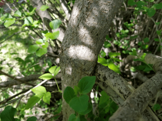 20180604.maple.wrapped. around.lilac