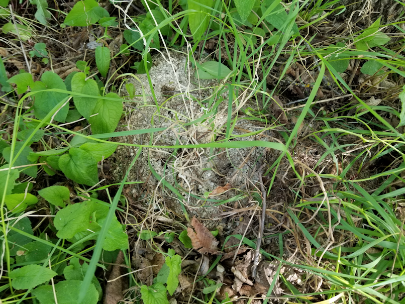 20180605.rectory.cleanup5