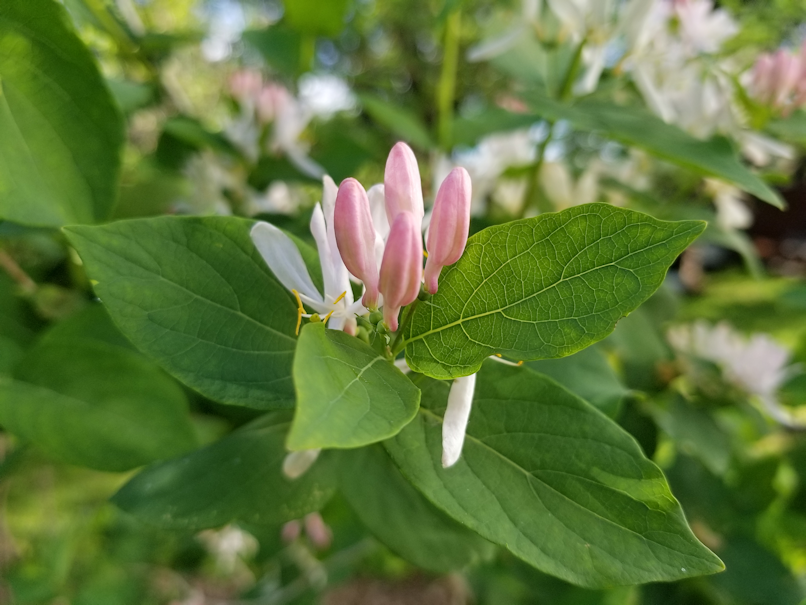 20180606.flowers.honeysuckle.flower