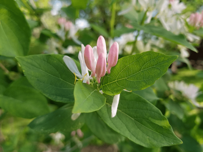 20180606.flowers.honeysuckle.flower