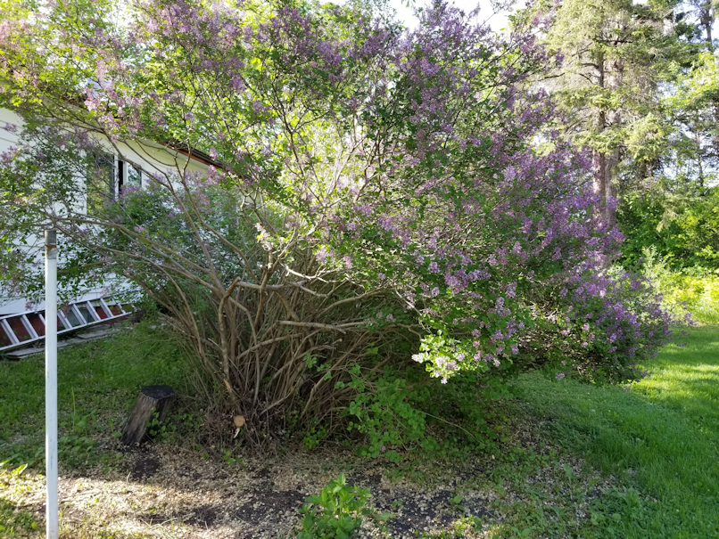 20180606.flowers.tiny.lilac