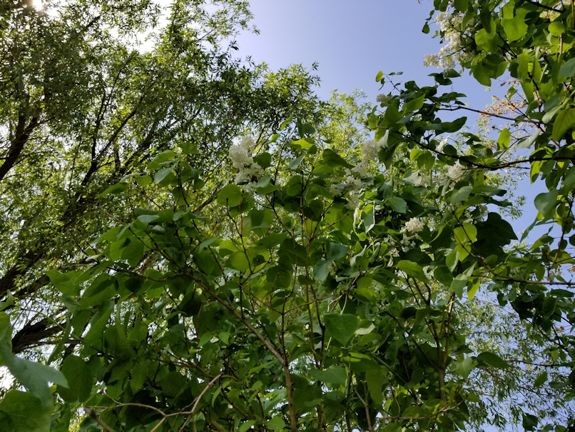 20180606.flowers.white.lilac