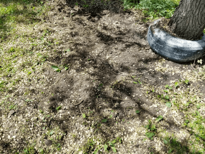 20180606.front.yard1