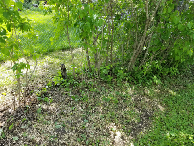 20180606.front.yard2