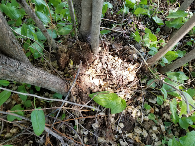 20180606.front.yard3