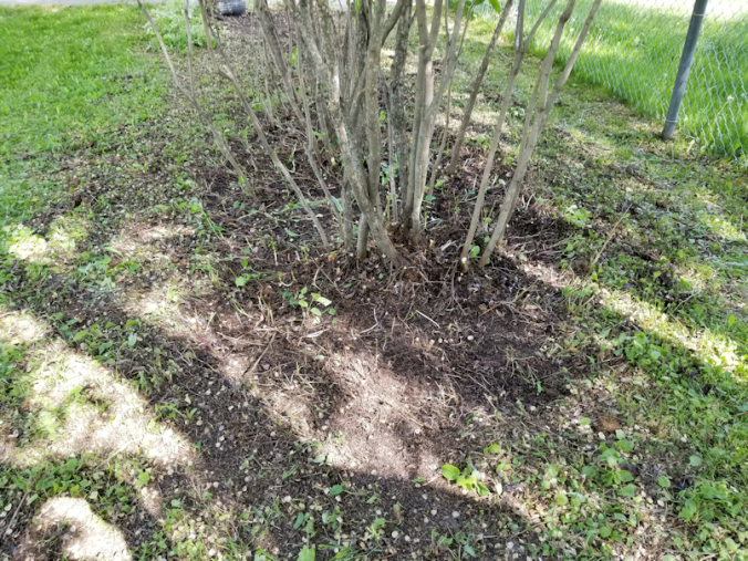 20180606.front.yard4