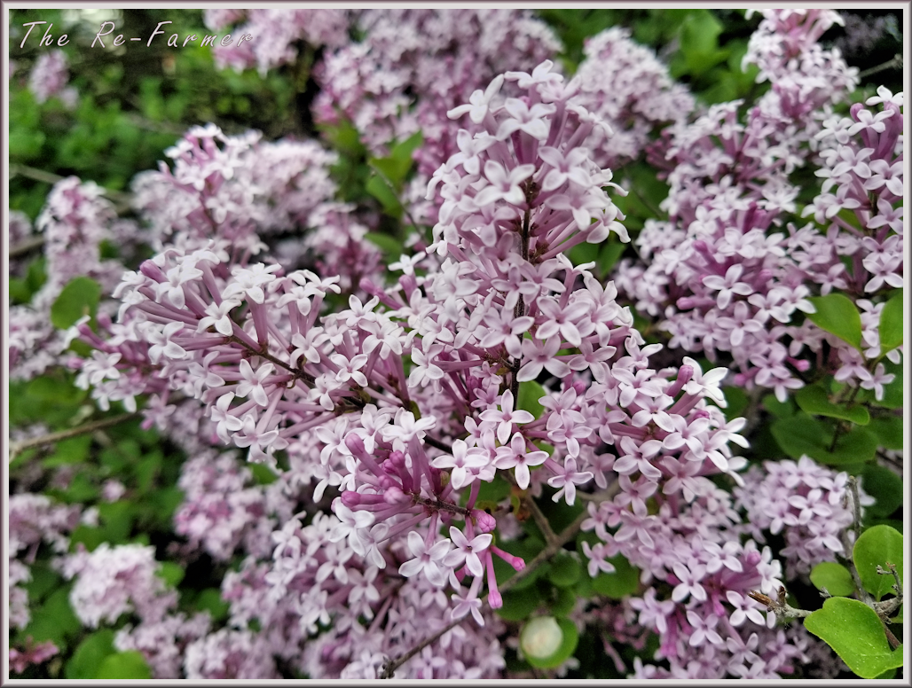 20180609.lilacs