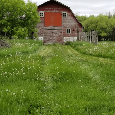 20180609.mowing.barn