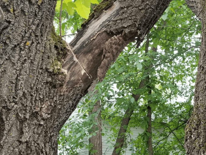 20180611.branch.removal1