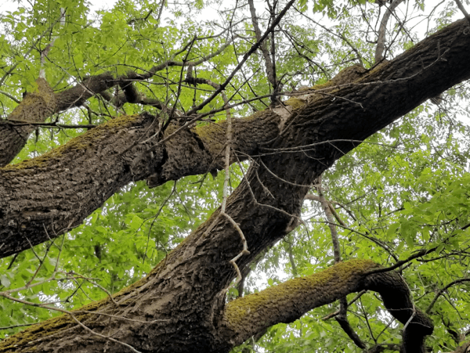 20180611.branch.removal2