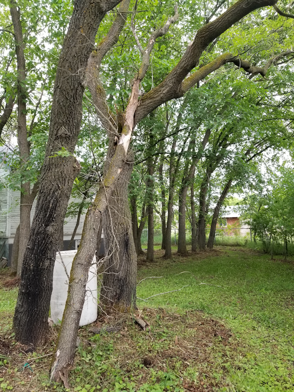 20180611.branch.removal3