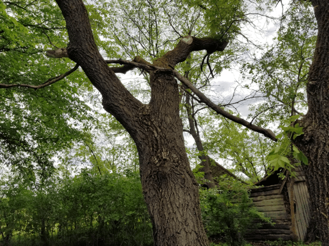 20180611.branch.removal4