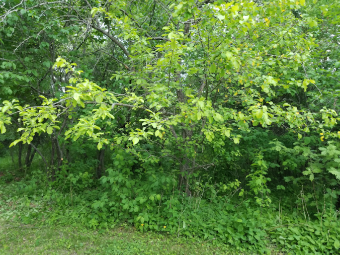 20180613.bushes.cleanup.before1