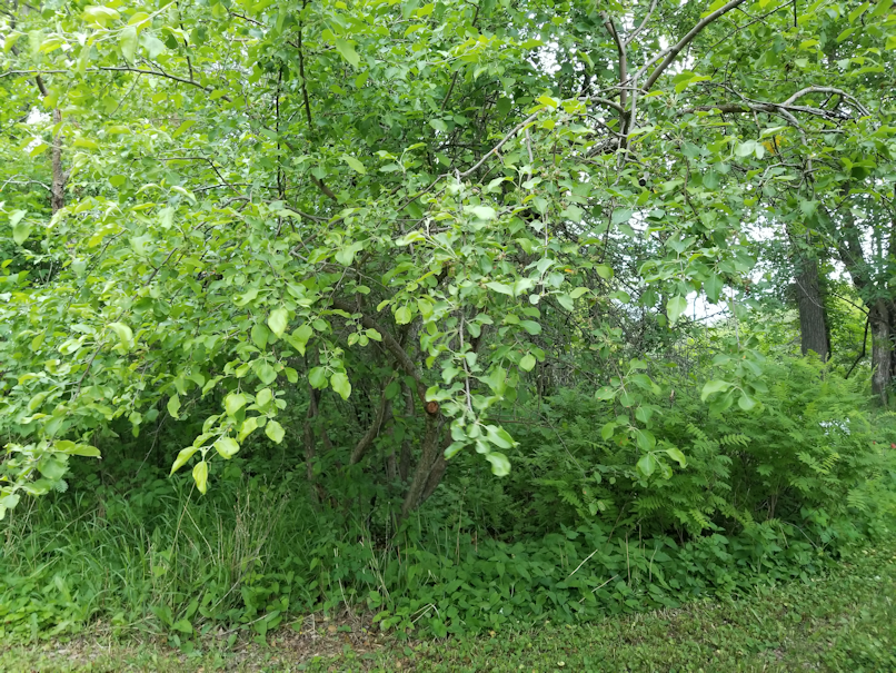 20180613.bushes.cleanup.before3