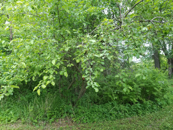 20180613.bushes.cleanup.before3