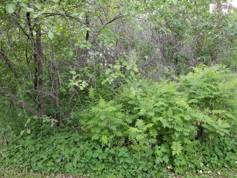 20180613.bushes.cleanup.before4