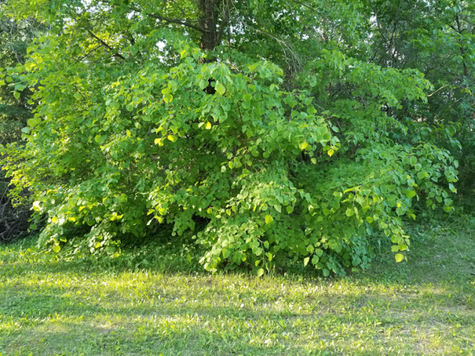 20180613.cleanup.linden.before