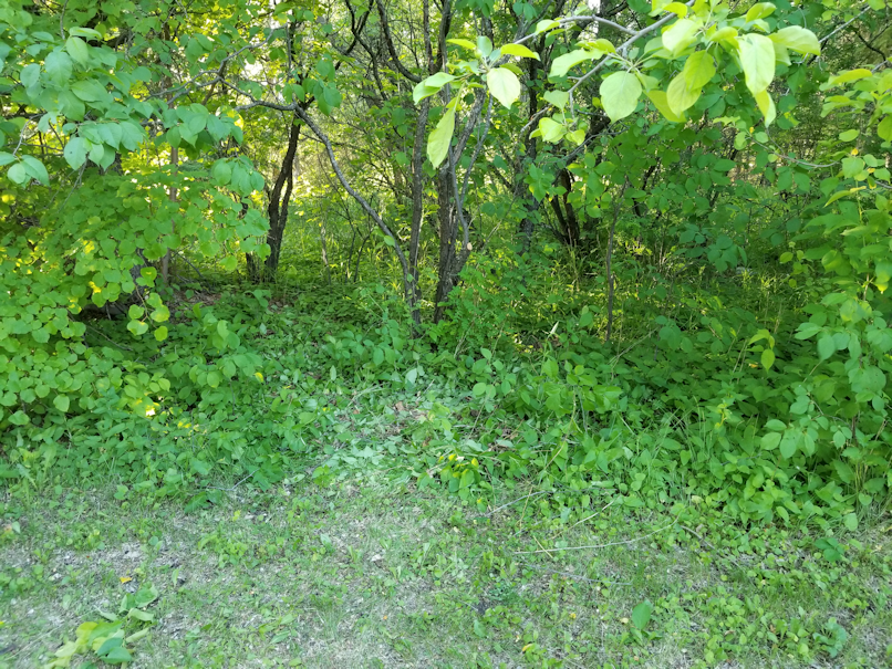 20180613.cleanup.plum