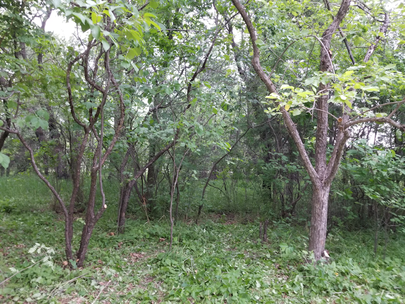 20180614.cleanup.bushes.after1