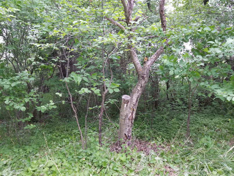 20180614.cleanup.bushes.after2