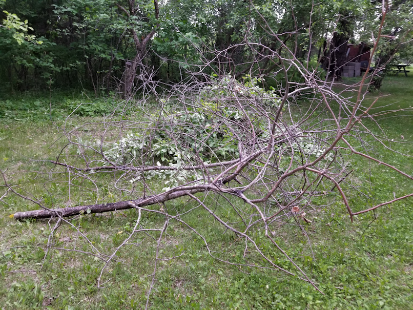 20180614.cleanup.bushes.dead.apple.tree
