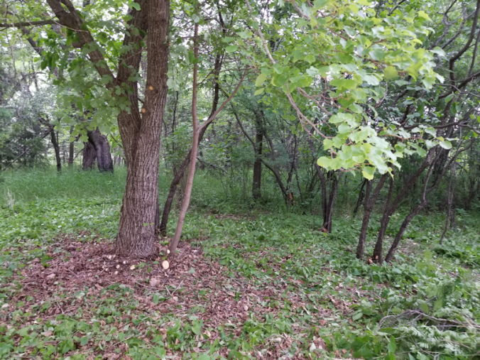 20180614.cleanup.bushes.linden.after