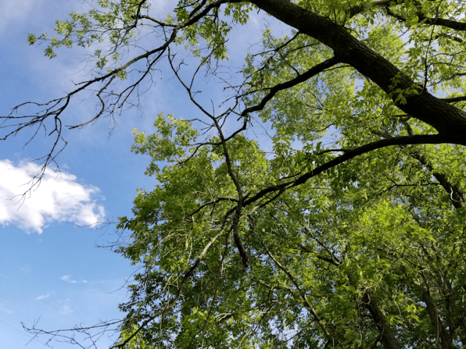 20180615.dangling.branch