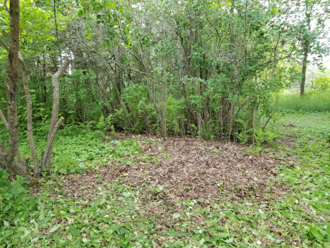 20180616.cleanup.bushes.after4