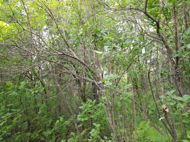 20180616.cleanup.bushes.east.lilacs.before