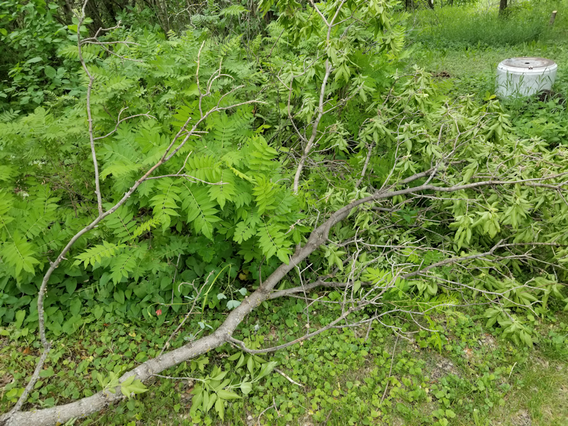 20180616,fallen.branch