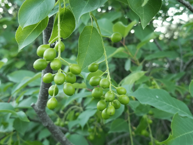 20180617.baby.chokecherries