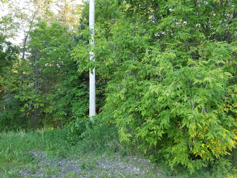20180617.power.pole.trees