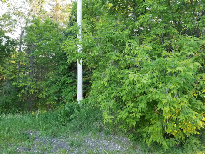 20180617.power.pole.trees