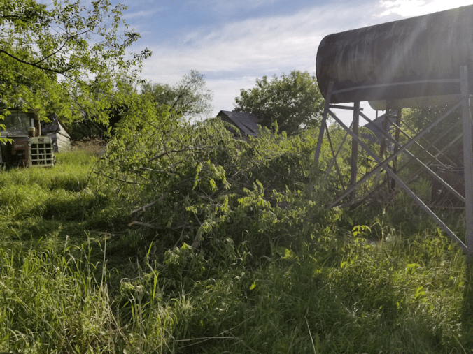 20180619.cleared.power.pole.trees