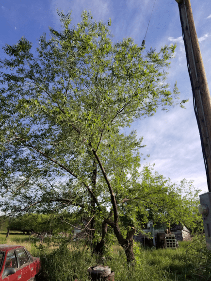 20180619.clearing.power.pole.trees