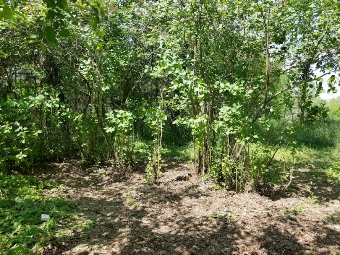 20180620.cleanup.bushes.east.lilacs.after