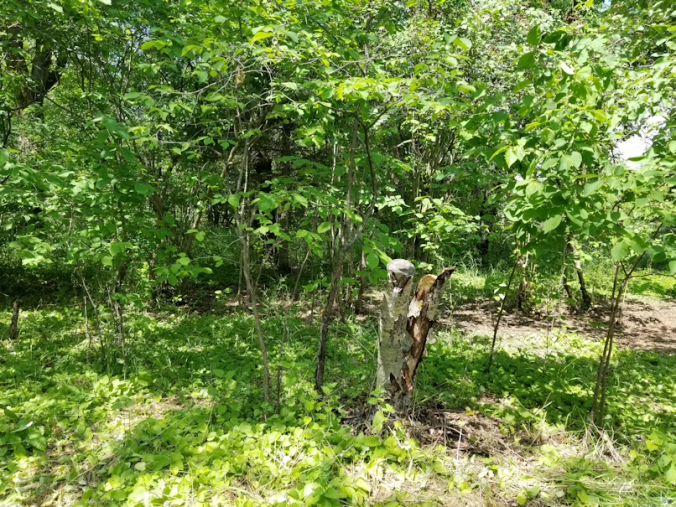 20180623.cleanup.bushes.dead.tree.plums