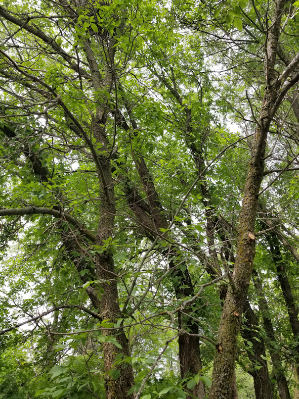 20180623.surprise.greenery