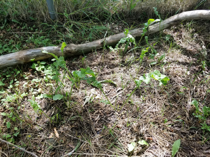 20180623.surprise.horseradish