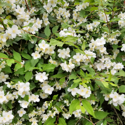 20180624.blooms.bush