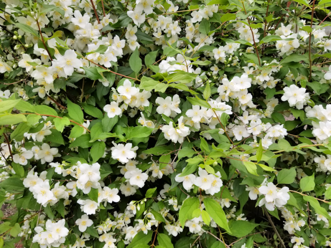 20180624.blooms.bush