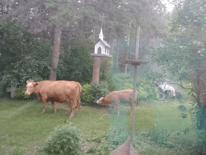 20180624.cows.in.the.yard