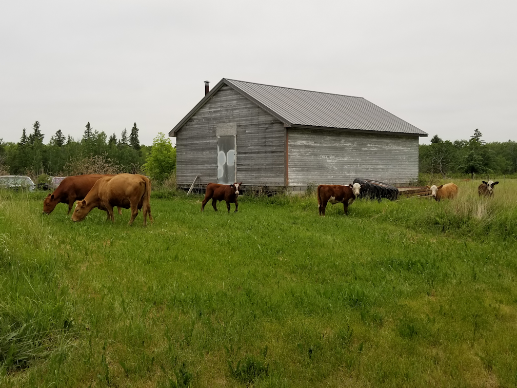 20180624.cows.visiting