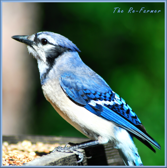 2018-07.04.bluejay