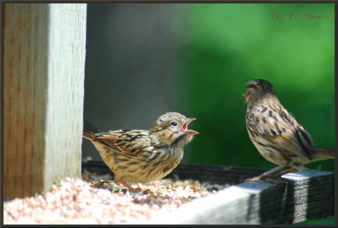 2018-07-05.baby.bird.feedme1