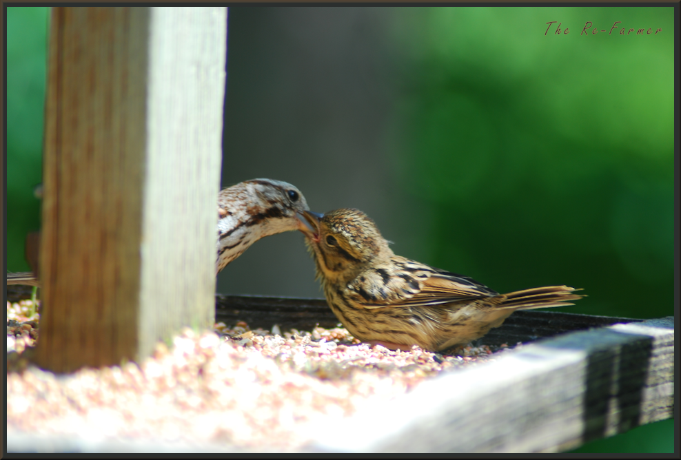2018-07-05.baby.bird.feedme2