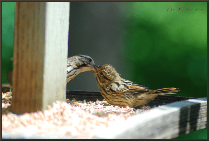 2018-07-05.baby.bird.feedme2