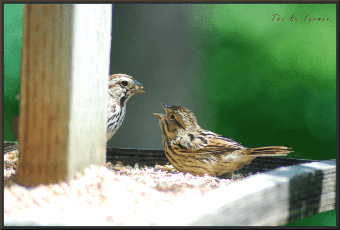2018-07-05.baby.bird.feedme3